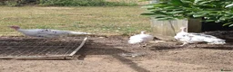 Mixed Breed poultry for sale: Crollwitzer turkey poults/cockerels/pullets - Advert 2