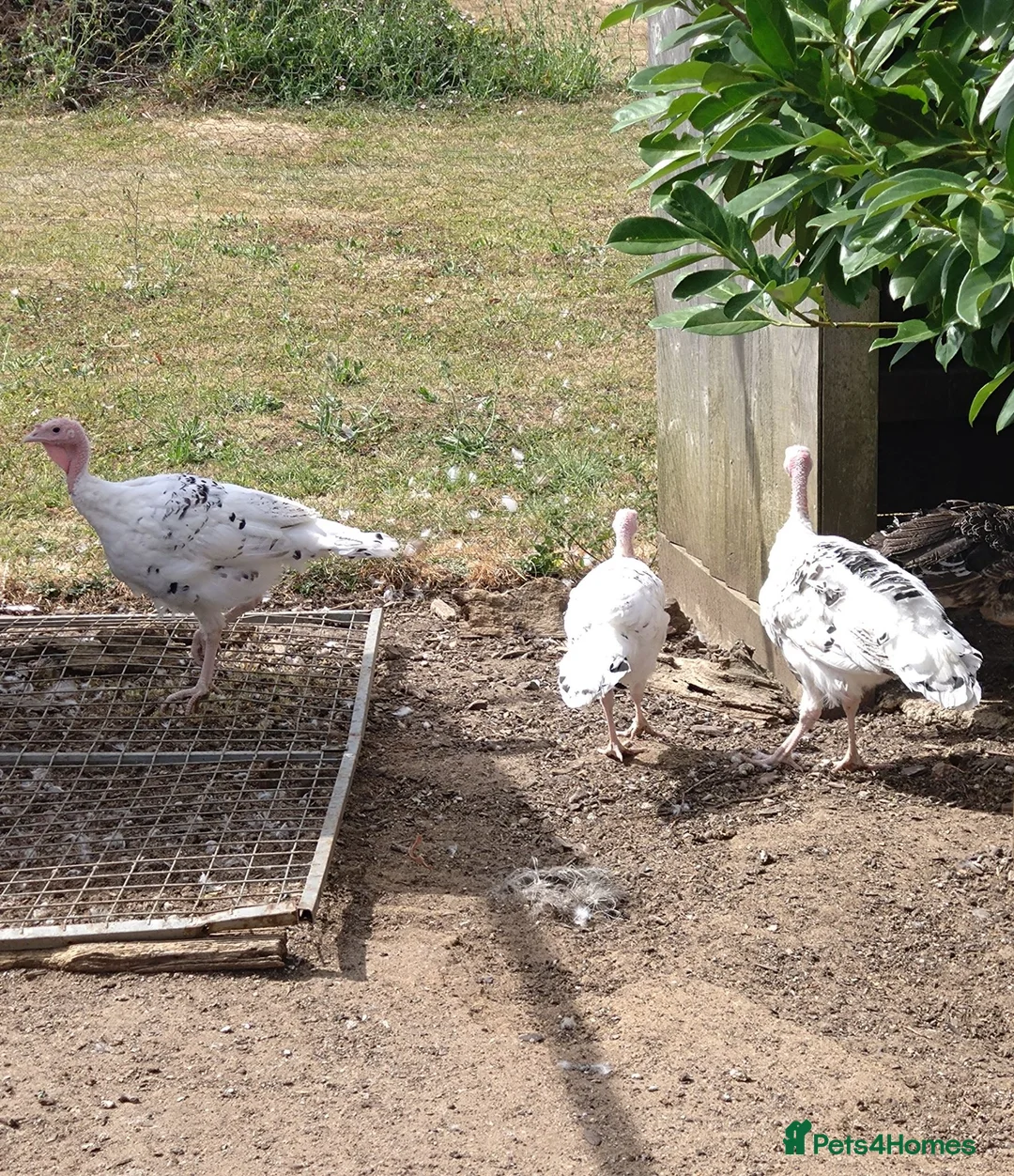 Mixed Breed poultry for sale: Crollwitzer turkey poults/cockerels/pullets - Advert 2