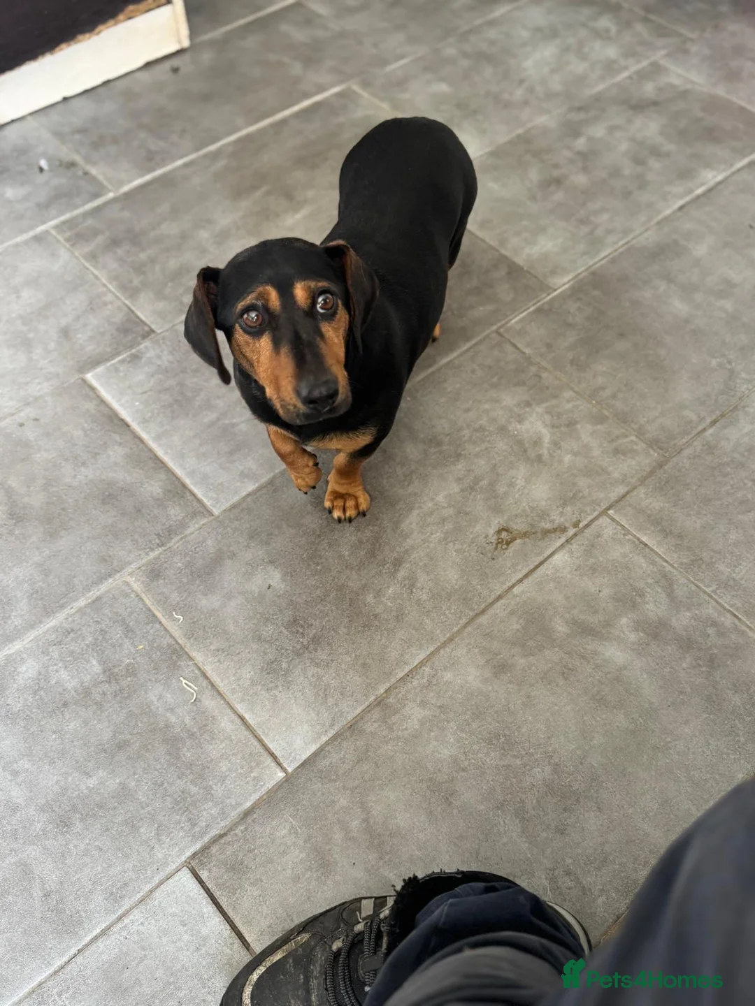 Mixed Breed dogs for adoption: SWEET Kitty Looking for LOVE - Advert 8