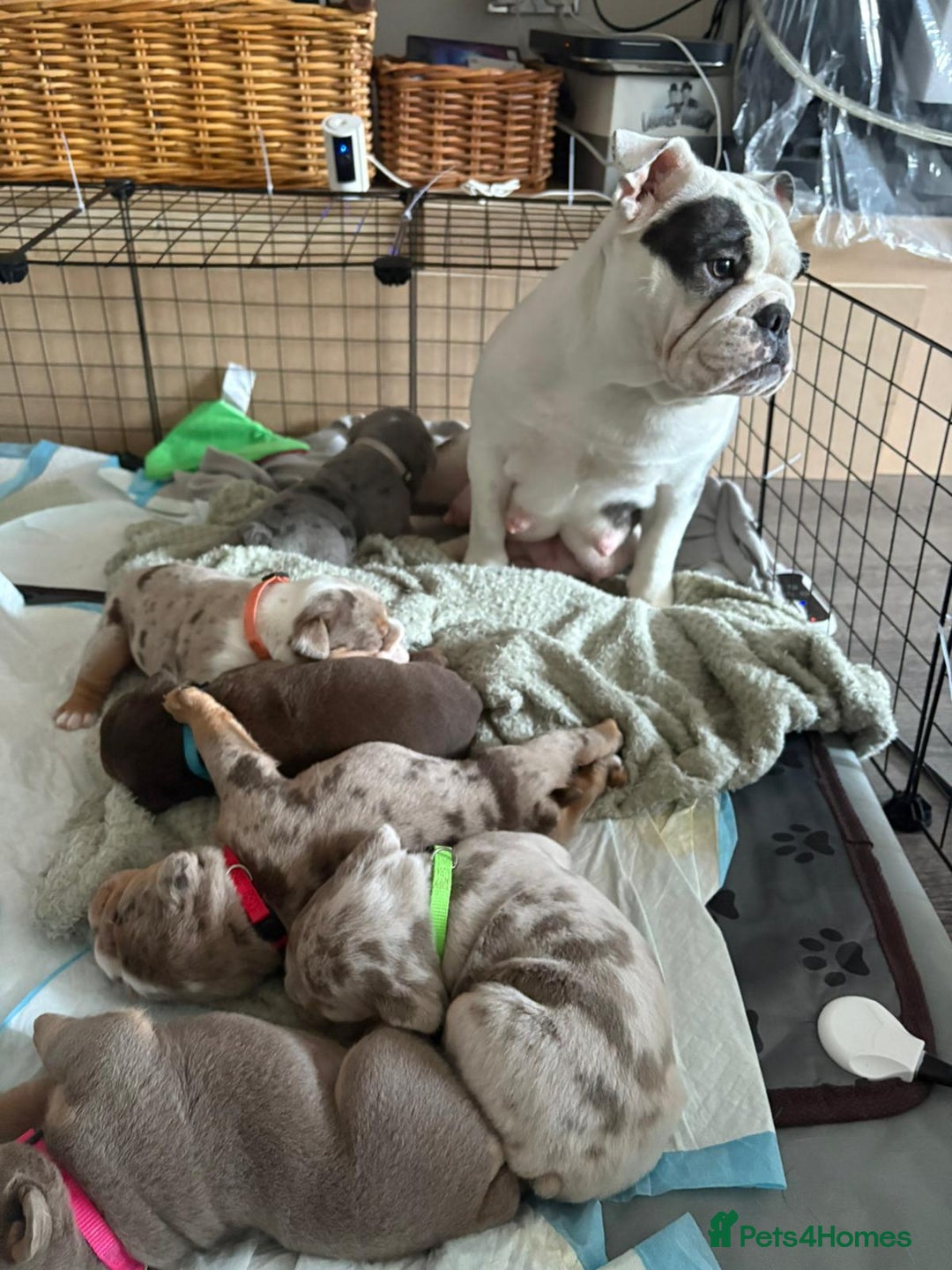 English Bulldog dogs for sale: Bulldog Puppies Champion bloodlines - Advert 6