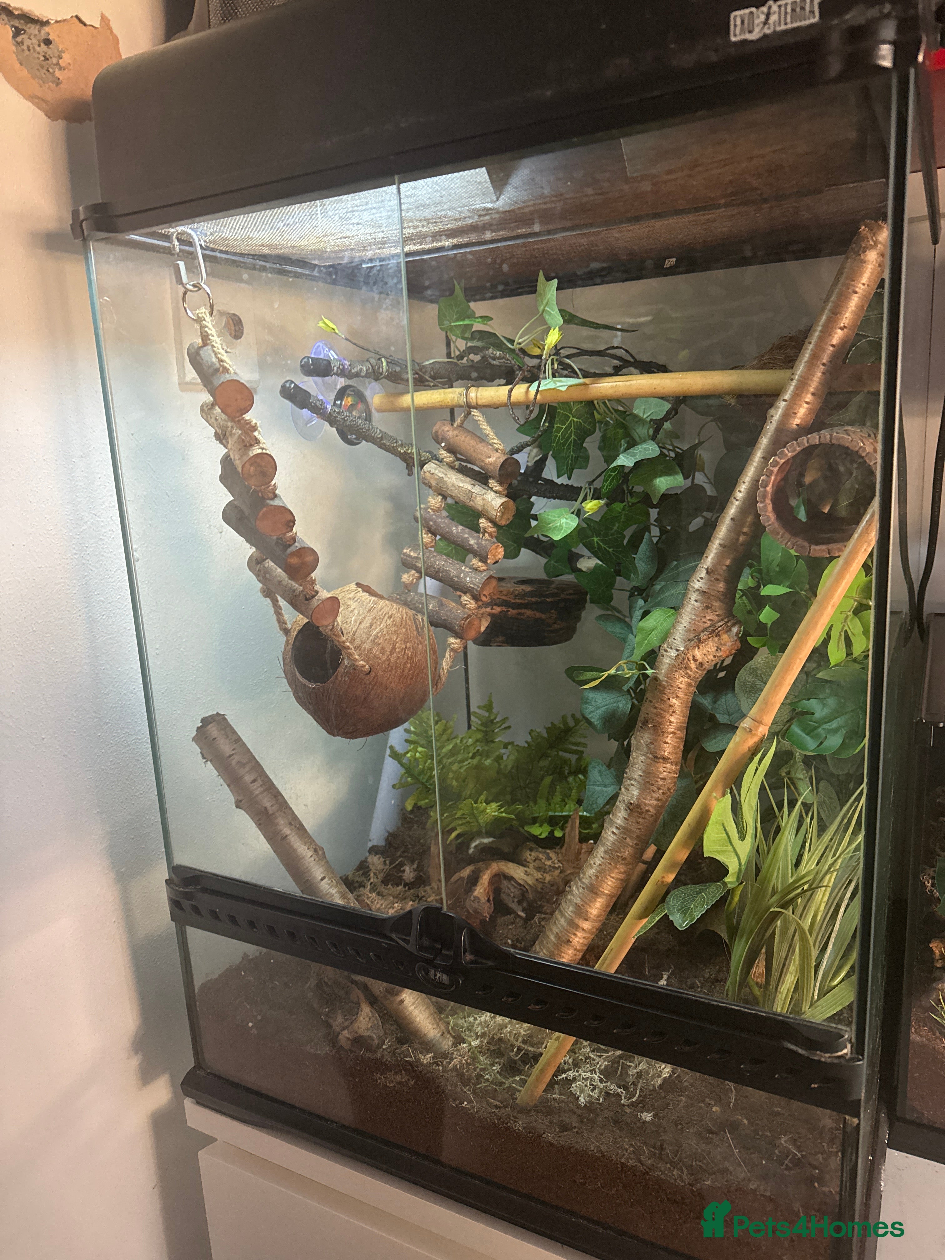 Gecko reptiles Two 6 month crested geckos with full set up - Advert 13