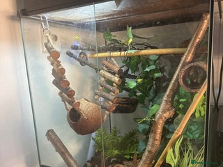 Gecko reptiles Two 6 month crested geckos with full set up - Advert 13