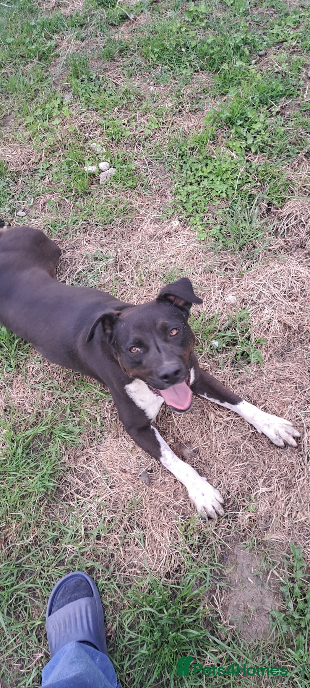 Mixed Breed dogs for adoption: LUCKY - a superb and gentle girl for a Loving Home - Image 16
