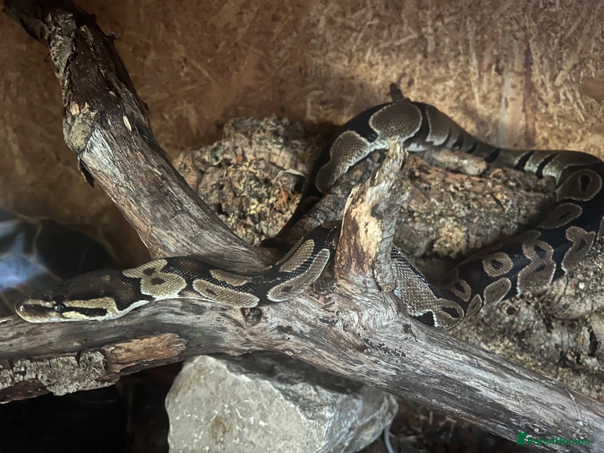 Python Snake reptiles Ball python  - Advert 6
