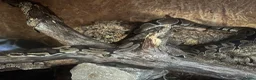 Python Snake reptiles for sale: Ball python  - Advert 1
