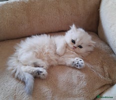 Persian cats Persian shaded gold/silver kittens ready to go - Advert 2