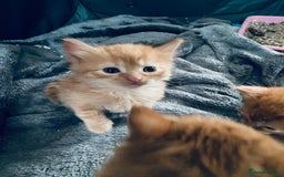Mixed Breed cats for sale: Fluffy ginger & short fur calico 🐱🤩 - Image 5