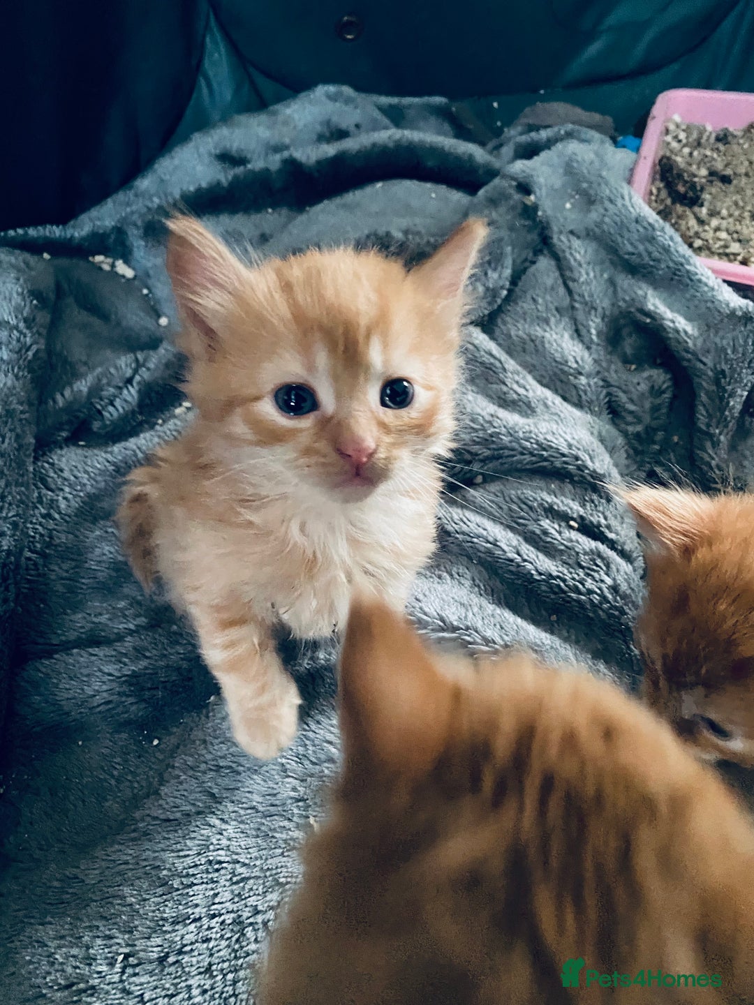 Mixed Breed cats for sale: Fluffy ginger & short fur calico 🐱🤩 - Image 5