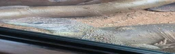 Lizard reptiles for sale: Spyro european eyed lizard  in Chesterfield - Advert 2