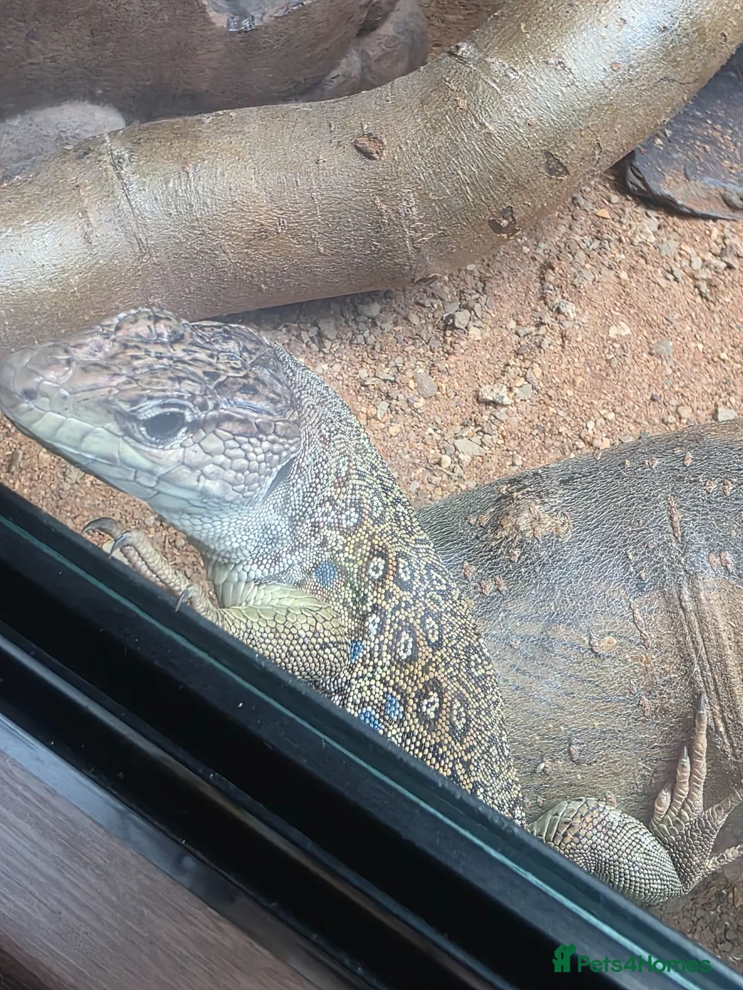 Lizard reptiles for sale: Spyro european eyed lizard  in Chesterfield - Advert 2