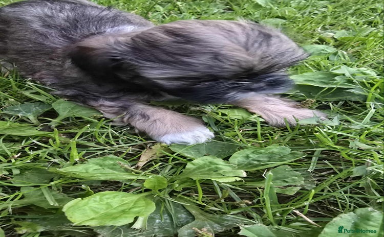 Shih Tzu dogs - Advert 1
