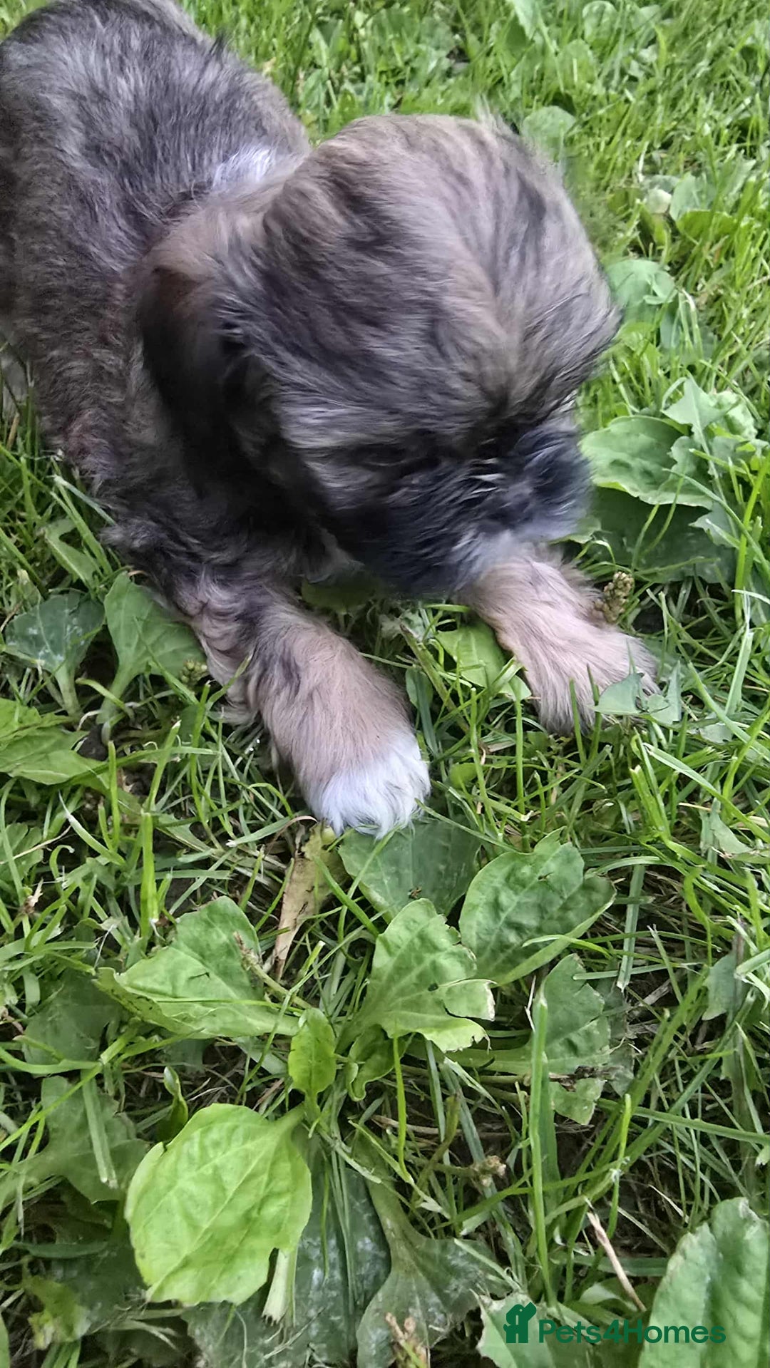 Shih Tzu dogs for sale: Shih Tzu - Image 1