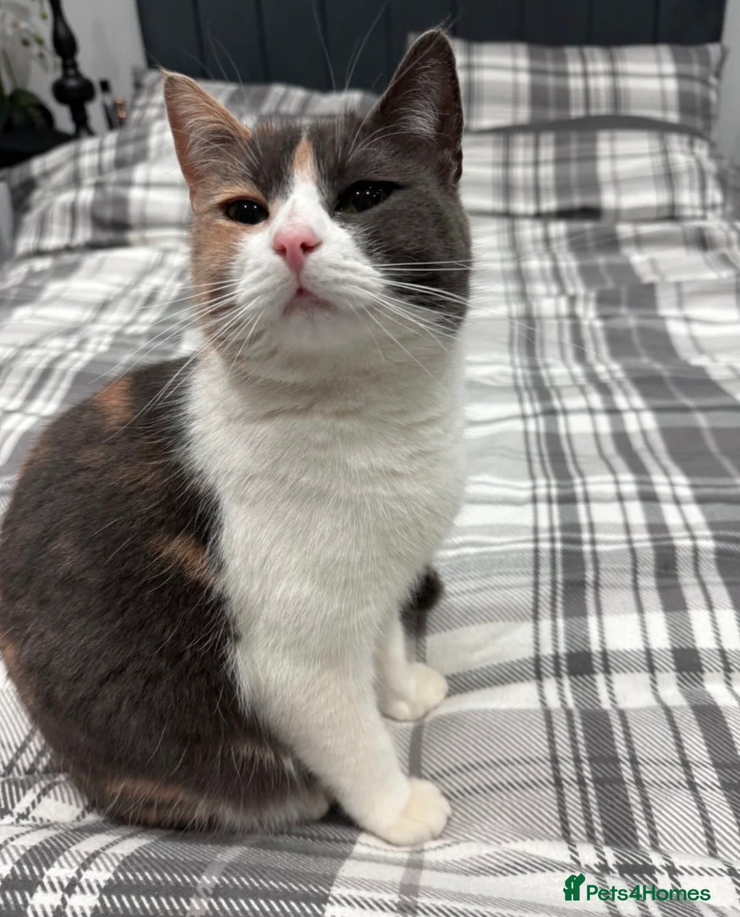 British Shorthair cats for sale: MIA british shorthair in Leeds - Advert 9