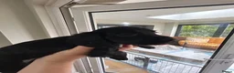 Cocker Spaniel dogs for sale: 1 little boy left, tiny white goatee so cute  - Advert 3