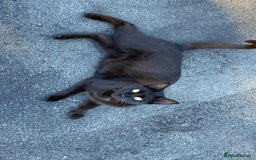 Mixed Breed cats for sale: Ready now beautiful little kittens - Image 4