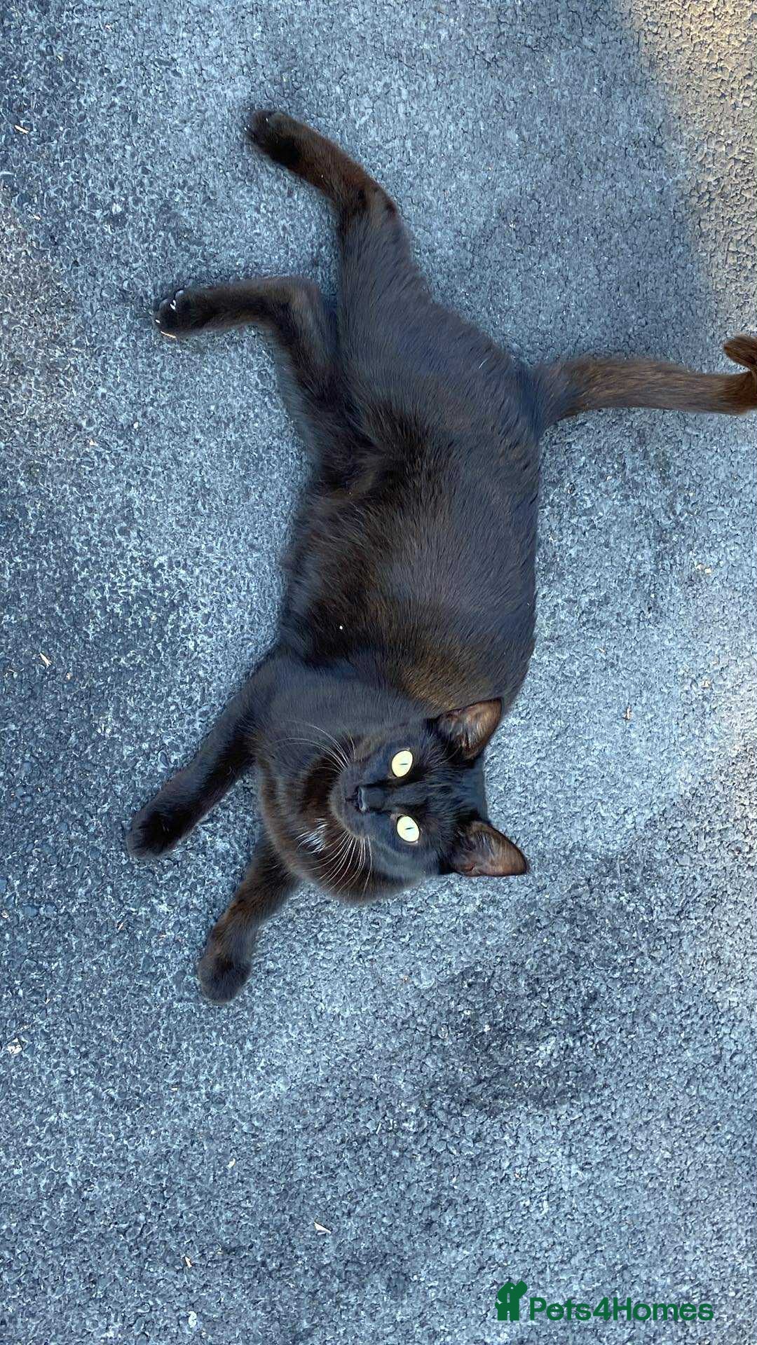 Mixed Breed cats for sale: Ready now beautiful little kittens - Image 4