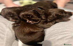 Sprocker dogs for sale: Chocolate & White Sprockers - ALL RESERVED - Image 1