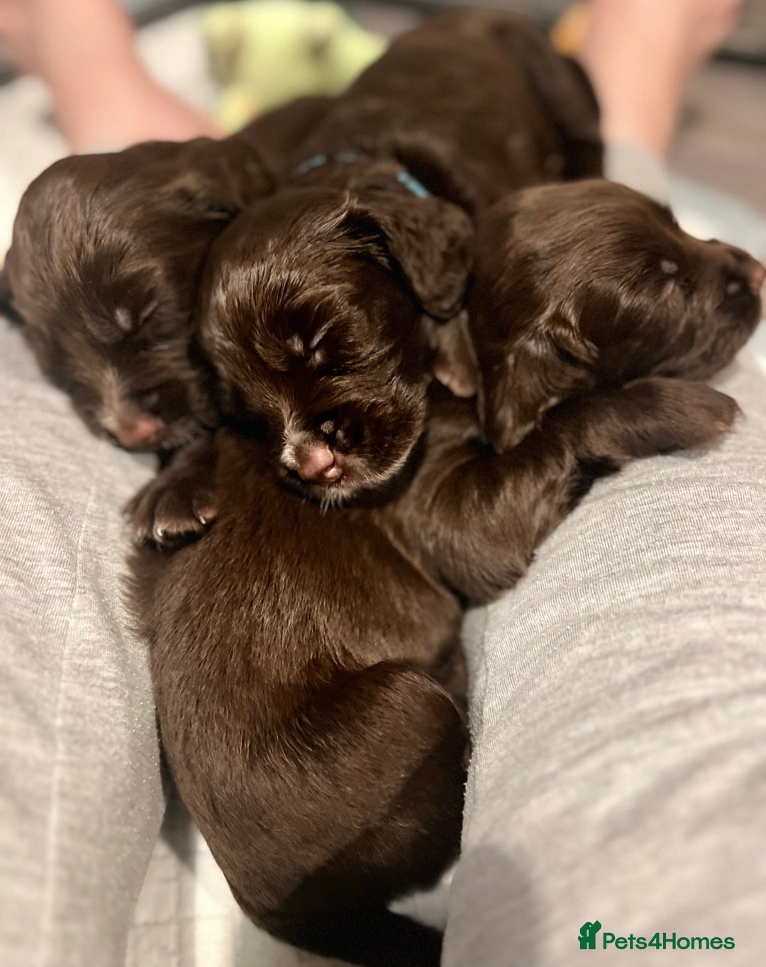 Sprocker dogs for sale: Chocolate & White Sprockers - ALL RESERVED - Image 1