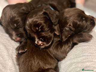Sprocker dogs - Advert 5