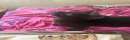 Mixed Breed cats for sale: Kittens looking for a forever home - Advert 27