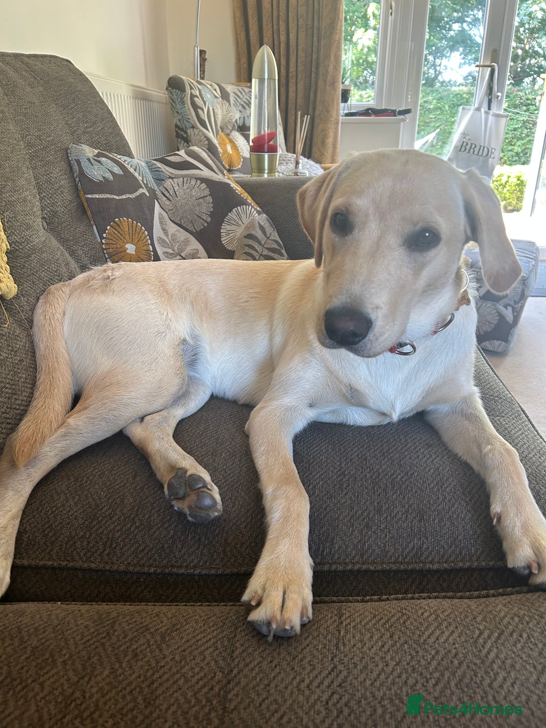 Labrador Retriever dogs for sale: Female Labrador - Image 4