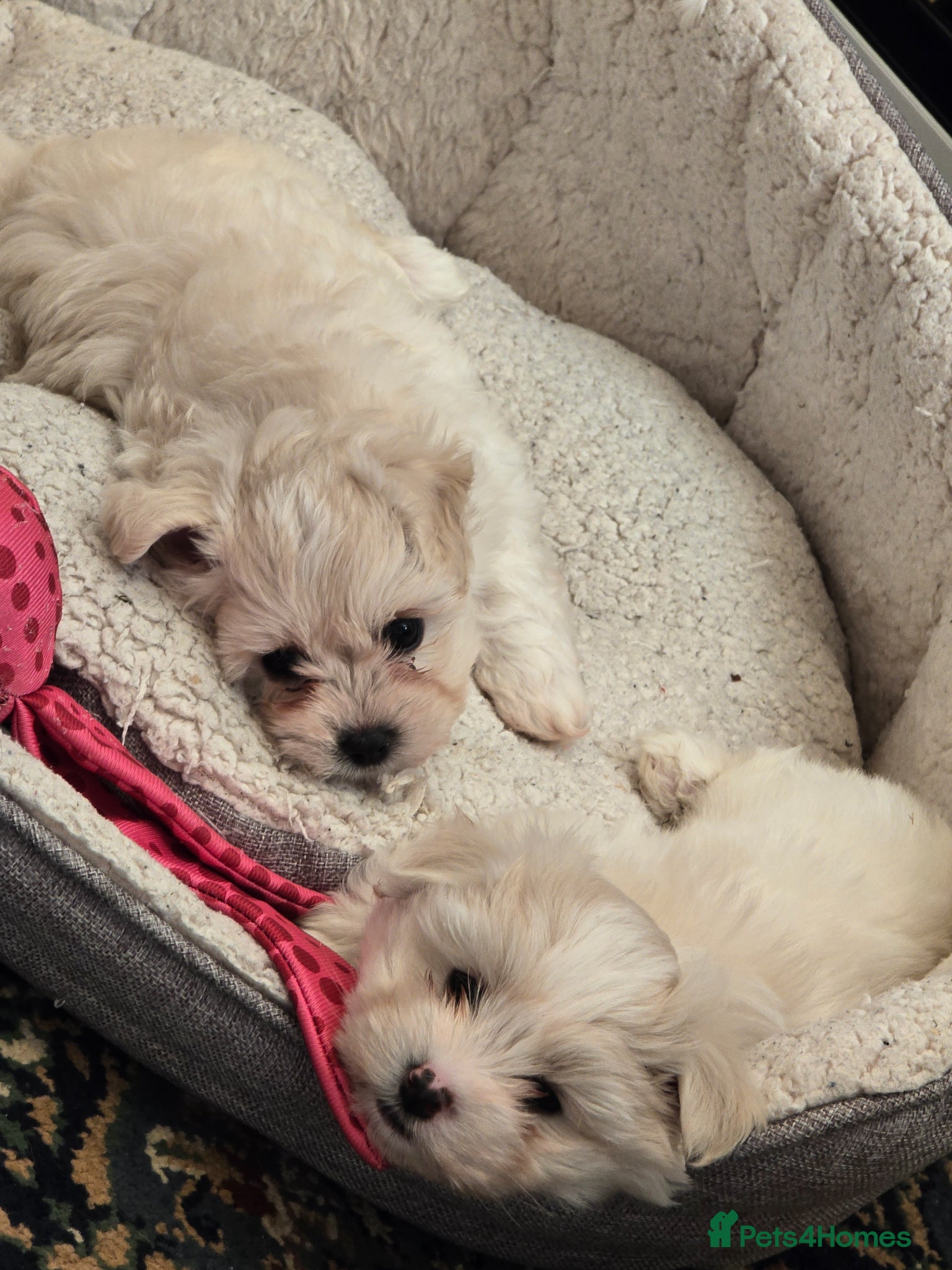 Maltese dogs Maltese boys READY TO GO NEXT WEEK - Advert 5