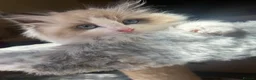 Ragdoll cats for sale: 2 ragdoll girls looking for their forever homes💞 - Advert 24