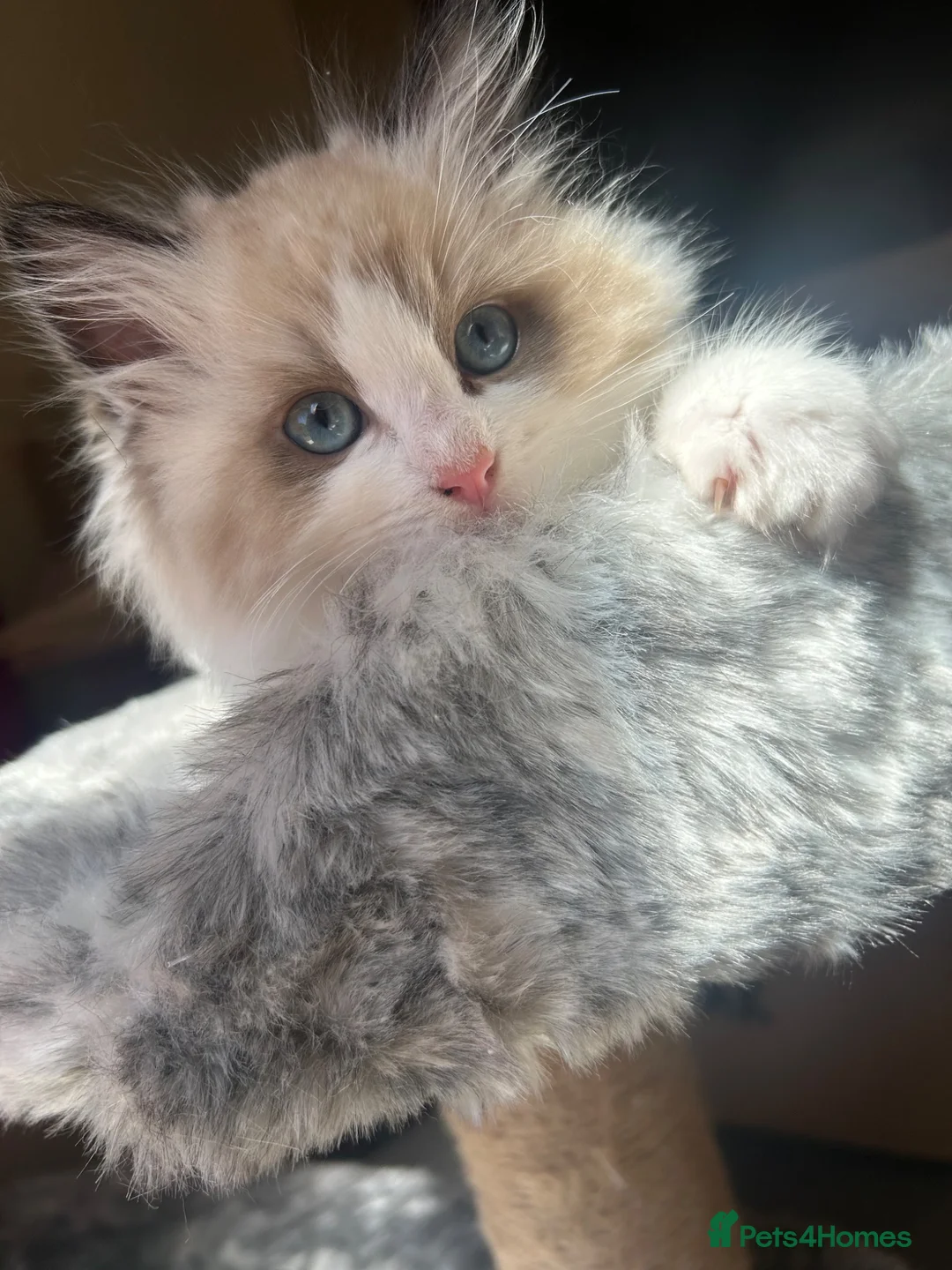 Ragdoll cats for sale: 2 ragdoll girls looking for their forever homes💞 - Advert 24