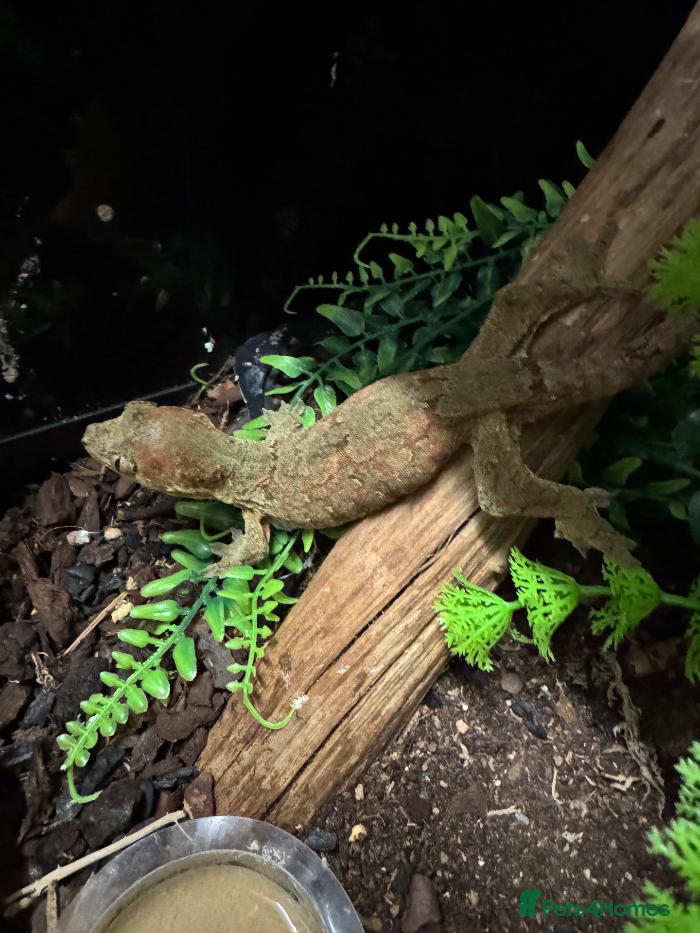 Gecko reptiles Chahoua Mossy Gecko - Advert 2