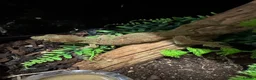 Gecko reptiles for sale: Chahoua Mossy Gecko - Advert 2