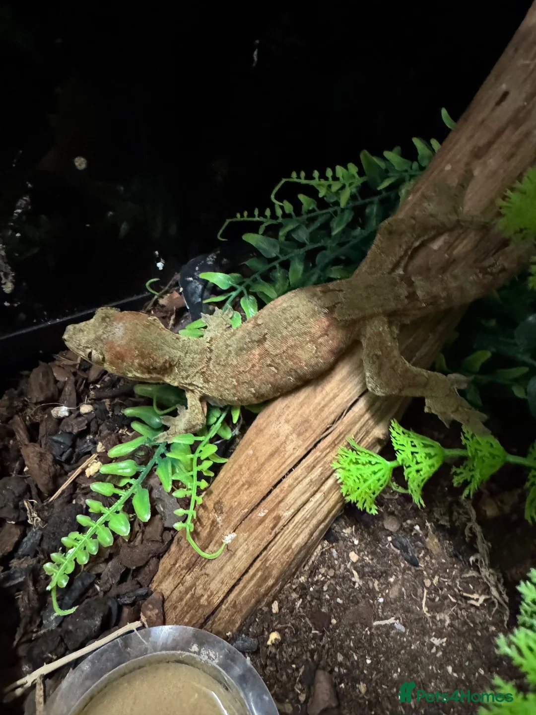 Gecko reptiles for sale: Chahoua Mossy Gecko - Advert 2