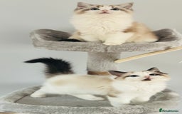 Ragdoll cats for sale: Tica ActiveChampion Blood, Full peddigree Kittens in Leicester - Image 4