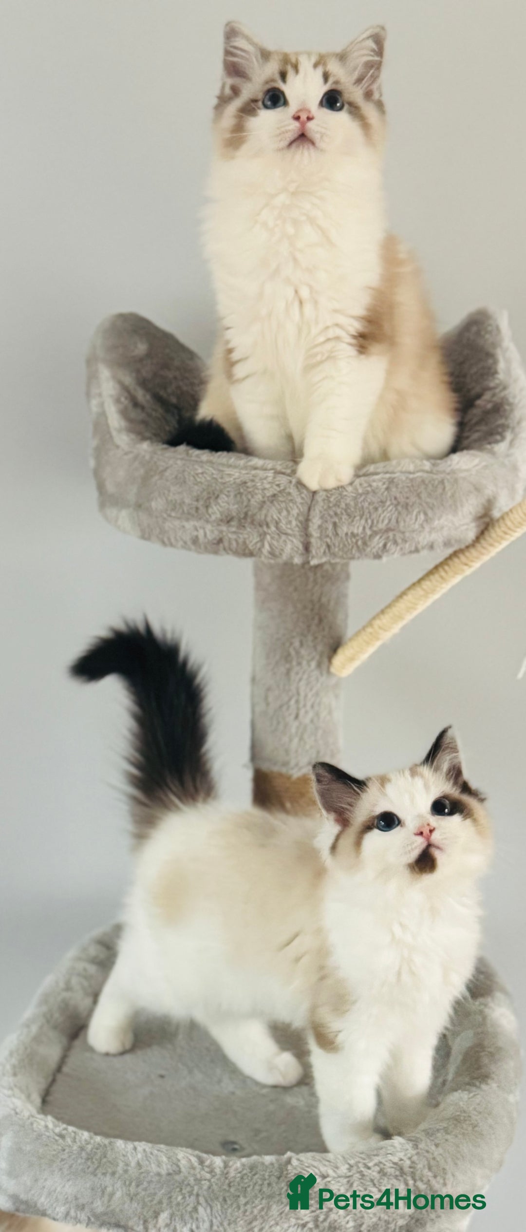 Ragdoll cats for sale: Tica ActiveChampion Blood, Full peddigree Kittens in Leicester - Image 4