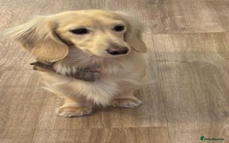 Miniature Dachshund dogs for stud: ee Cream Longhaired Miniature Dachshund for Stud in Helensburgh - Image 2