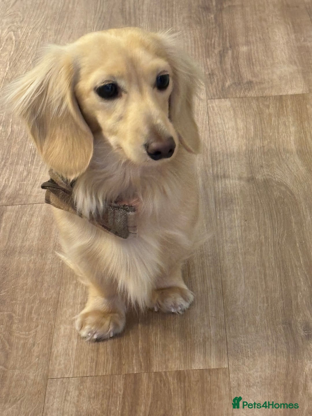 Miniature Dachshund dogs for stud: ee Cream Longhaired Miniature Dachshund for Stud in Helensburgh - Image 2