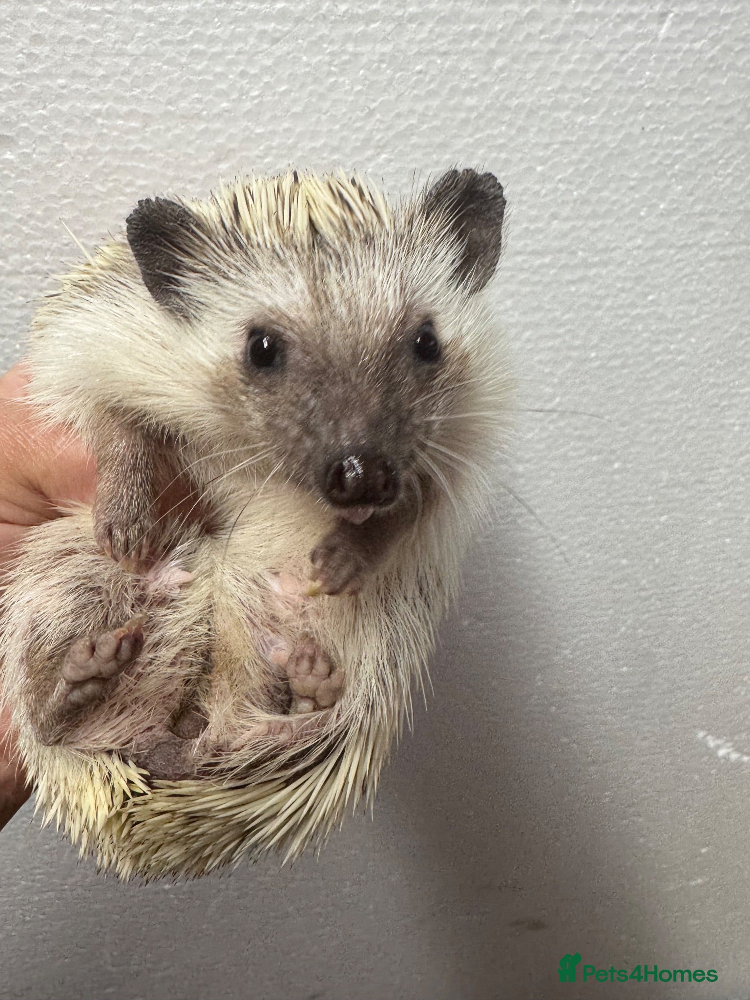 Pygmy Hedgehog rodents 7 mths old platinum girl seeks 5* home  - Advert 1