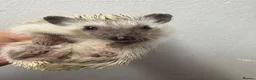 Pygmy Hedgehog rodents for sale: 7 mths old platinum APH girl seeks 5* home /  - Advert 1