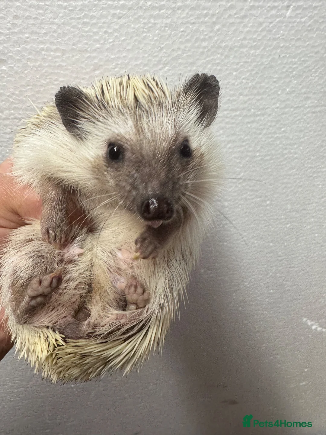 Pygmy Hedgehog rodents for sale: 7 mths old platinum APH girl seeks 5* home /  - Advert 1
