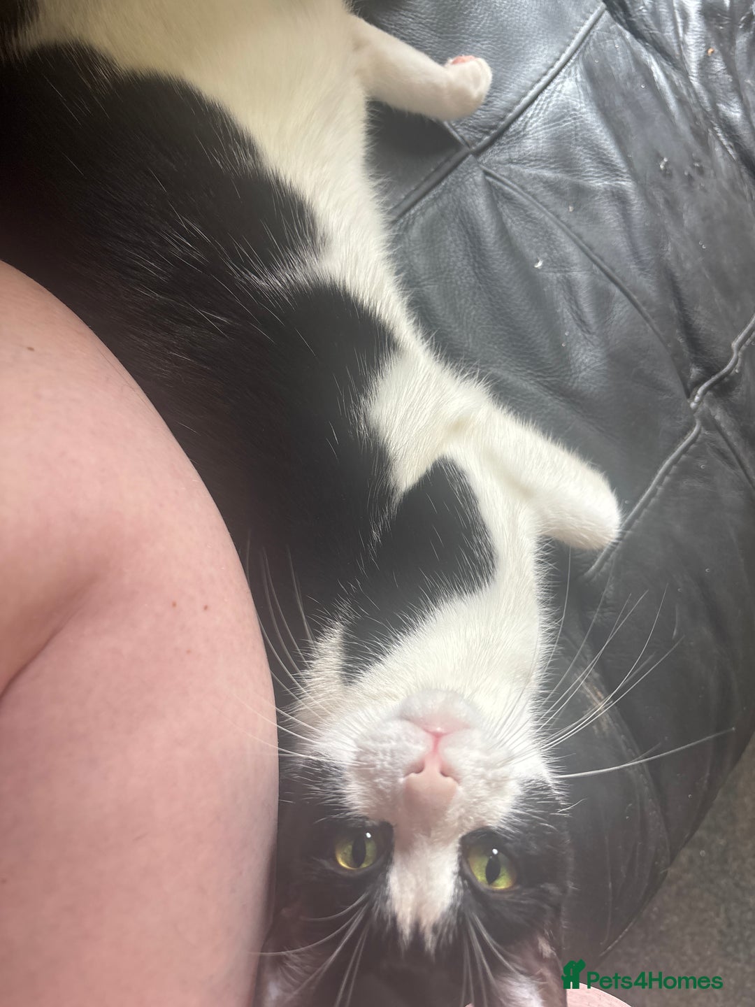 Domestic Shorthair cats for sale: 2 female house cats for sale - Image 5