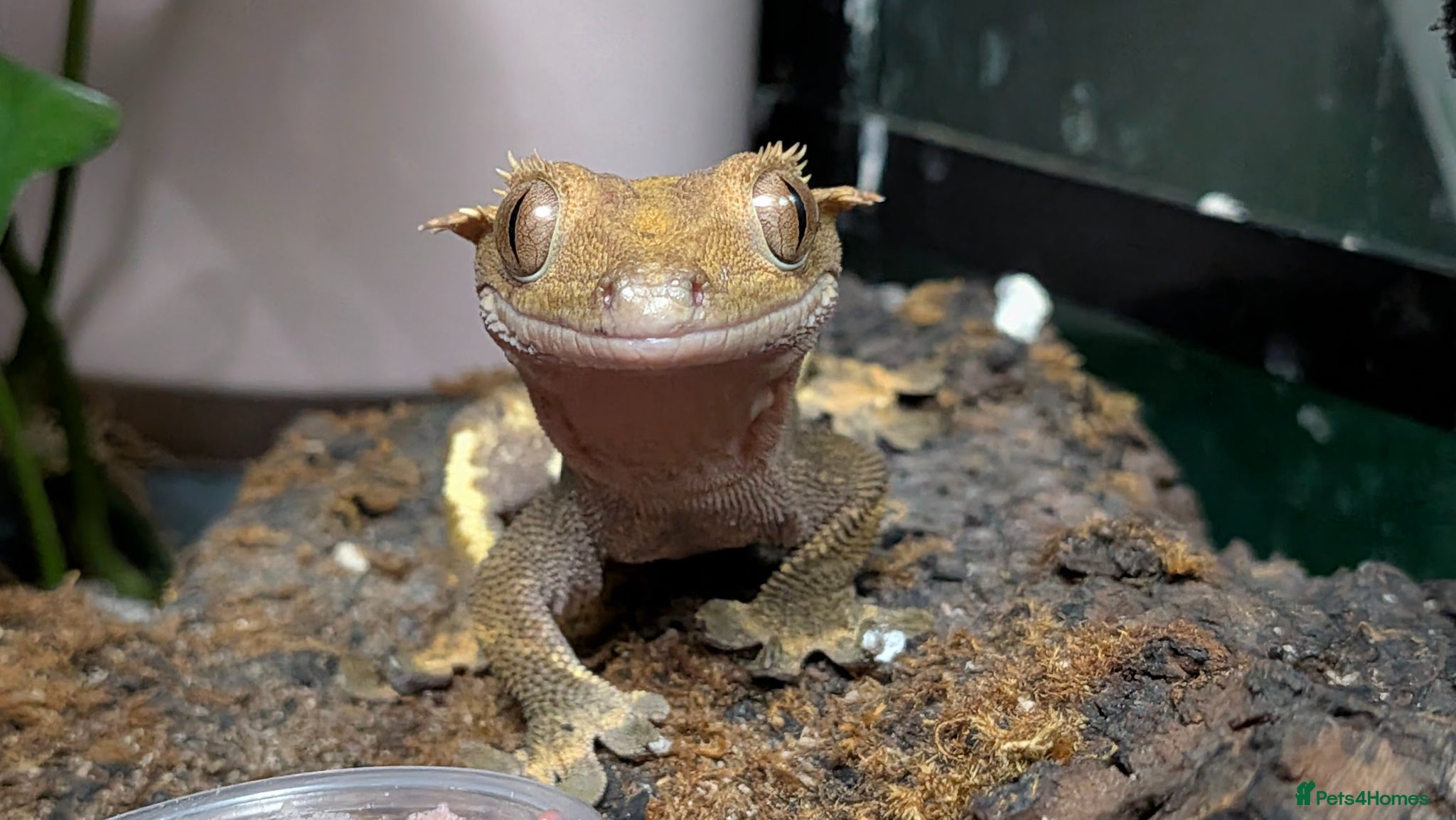 Gecko reptiles for sale: Double setup geckos and frogs - Advert 4
