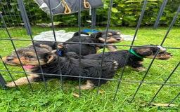 Mixed Breed dogs for sale: Welsh Terrier x Cavapoo (Teddy Bears 🧸 ) - Image 11