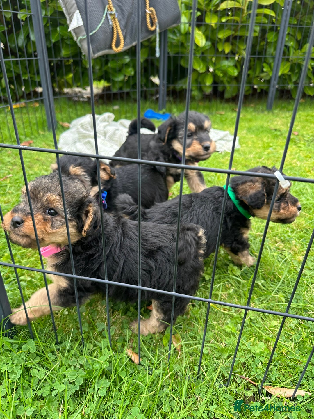 Mixed Breed dogs for sale: Welsh Terrier x Cavapoo (Teddy Bears 🧸 ) - Image 11