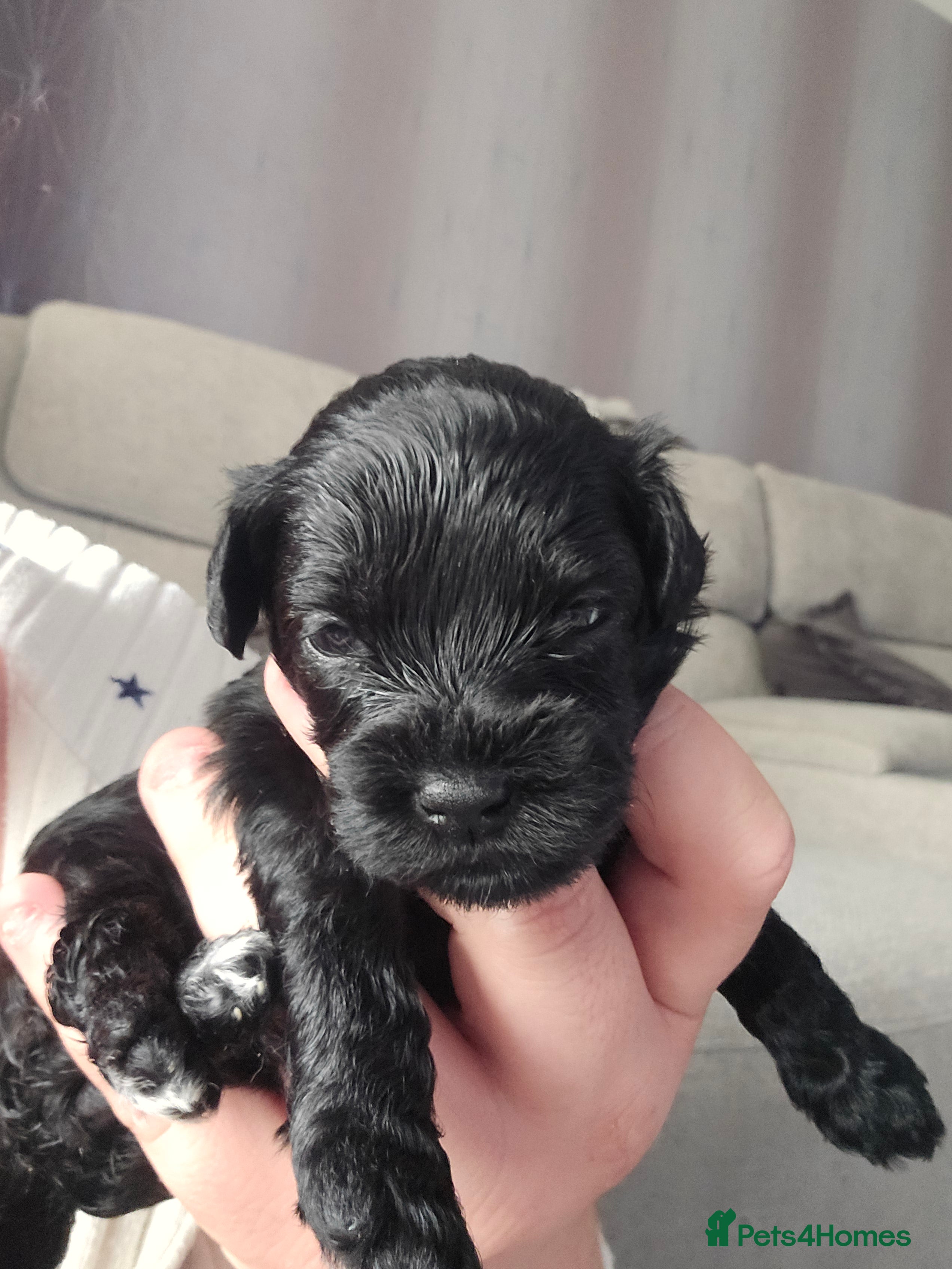 Shihpoo dogs ✨ F1B Shihpoo Puppies Looking for Forever Families - Advert 2