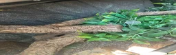 Leopard Gecko reptiles for sale: Leopard gecko lizards - Advert 3