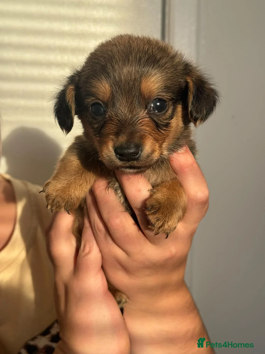 Mixed Breed dogs for sale: Pembroke corgi x mini dachshund - Advert 1