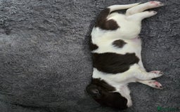 English Springer Spaniel dogs for sale: Stunning Pedigree Registered Pups - Image 13