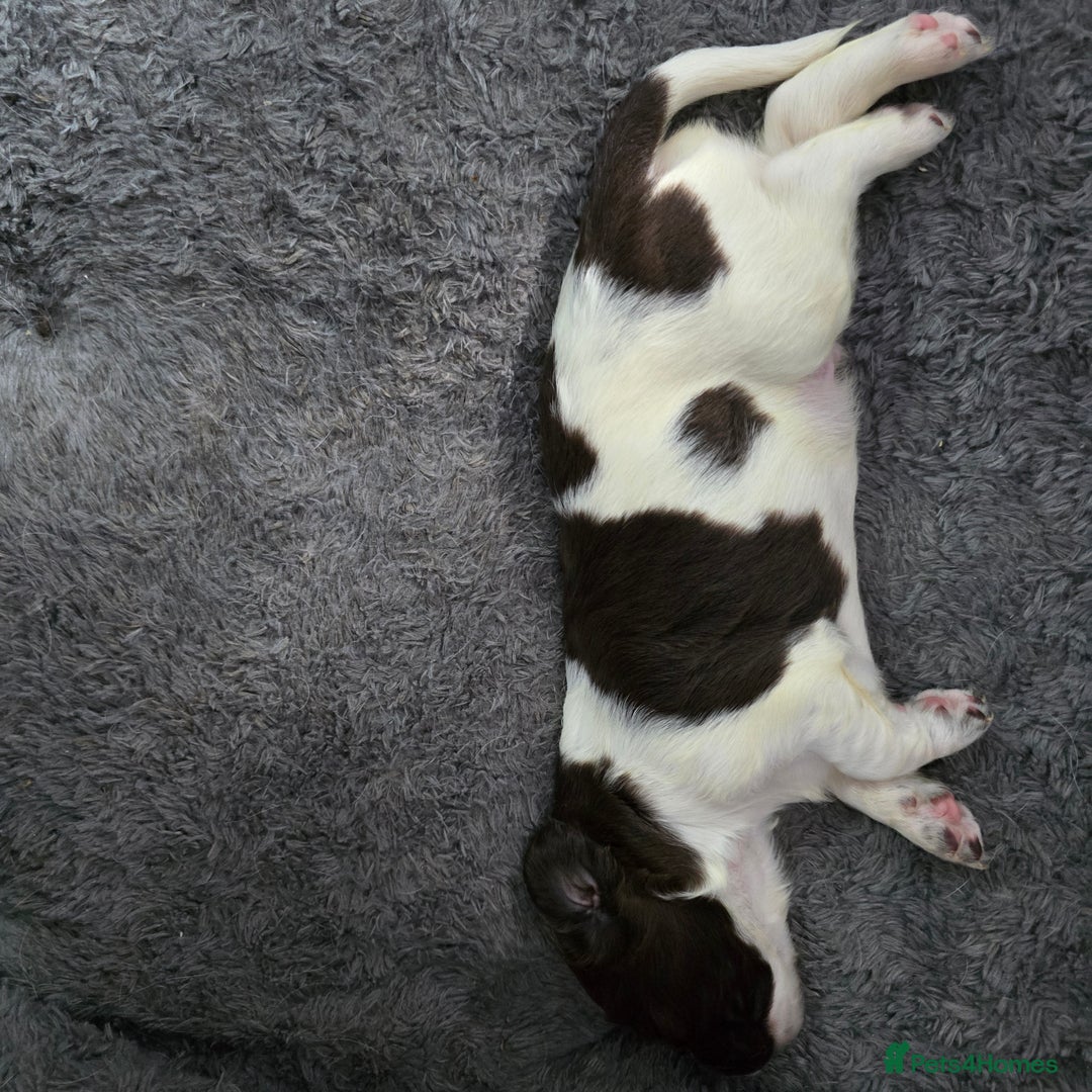 English Springer Spaniel dogs for sale: Stunning Pedigree Registered Pups - Image 13