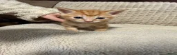 Domestic Shorthair cats for sale: Domestic Shorthair Ginger Kittens  - Advert 15