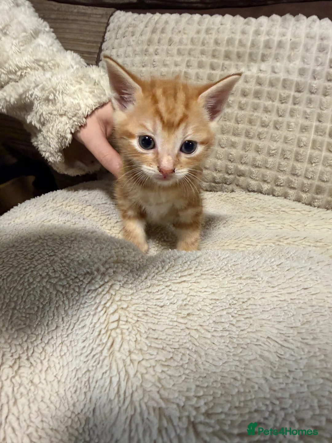 Domestic Shorthair cats for sale: Domestic Shorthair Ginger Kittens  - Advert 15
