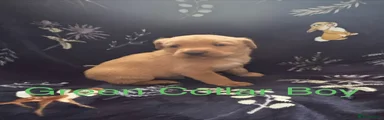 Labrador Retriever Puppy 4